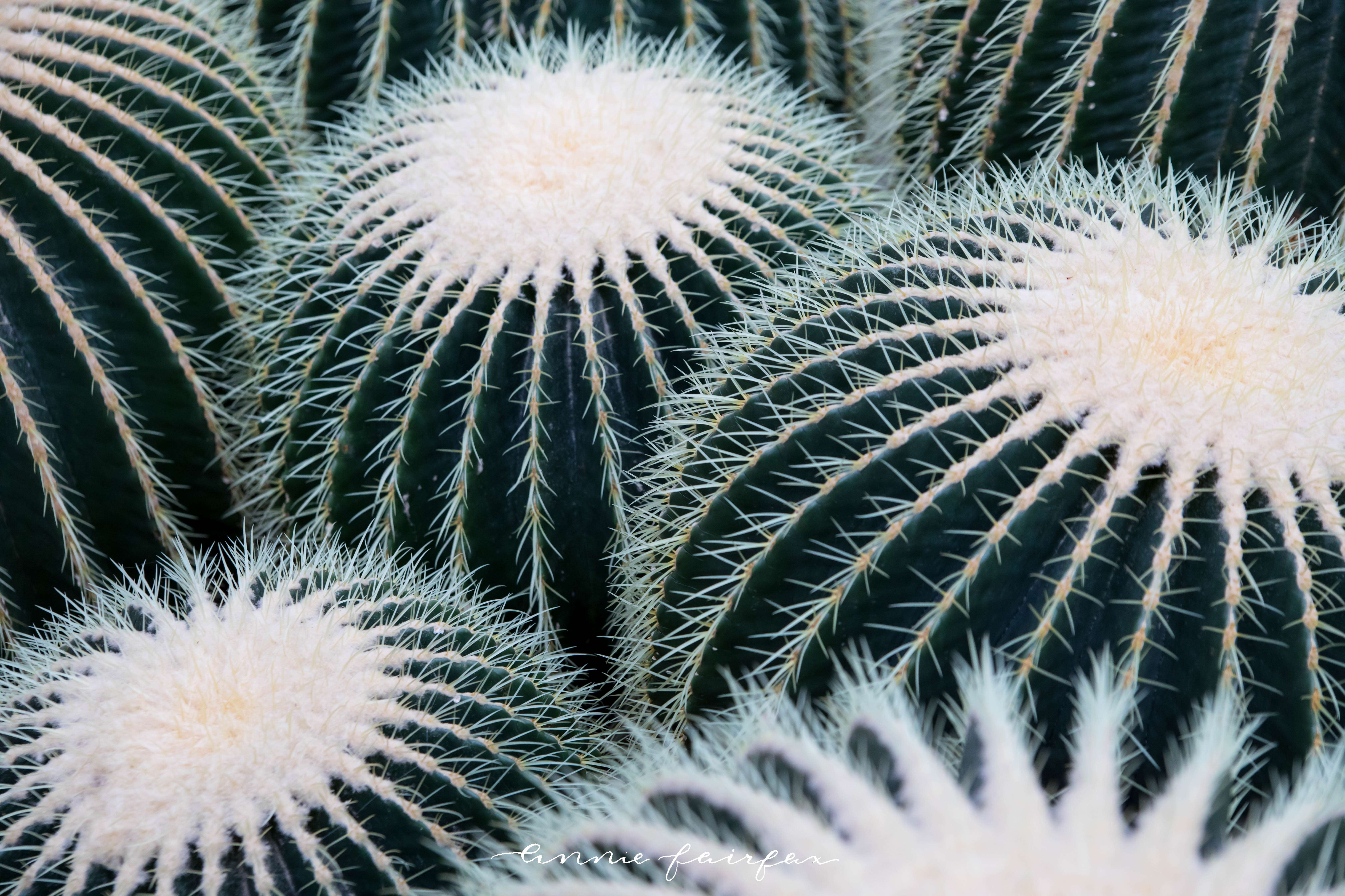 Cacti in Sonora, Mexico