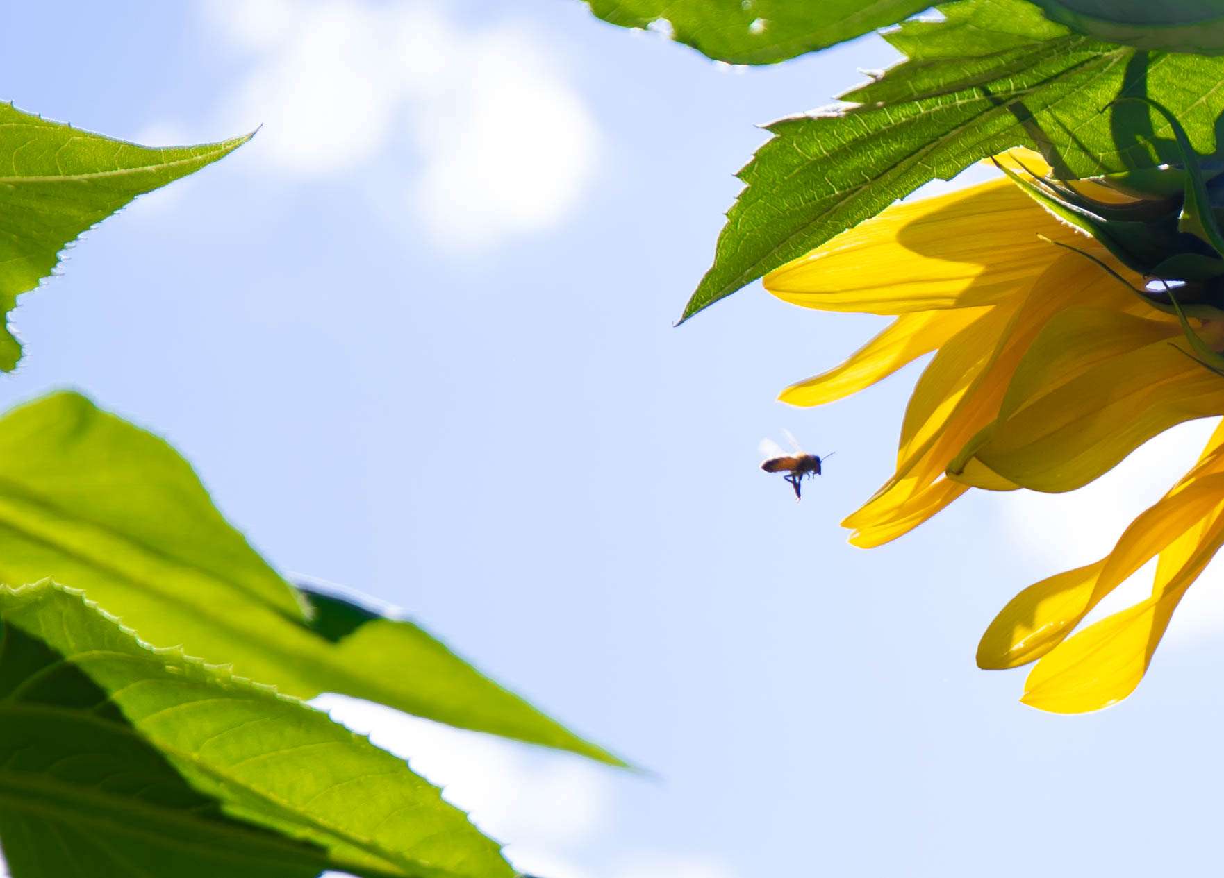 Picking Sunflowers in the Sunshine - Annie Fairfax