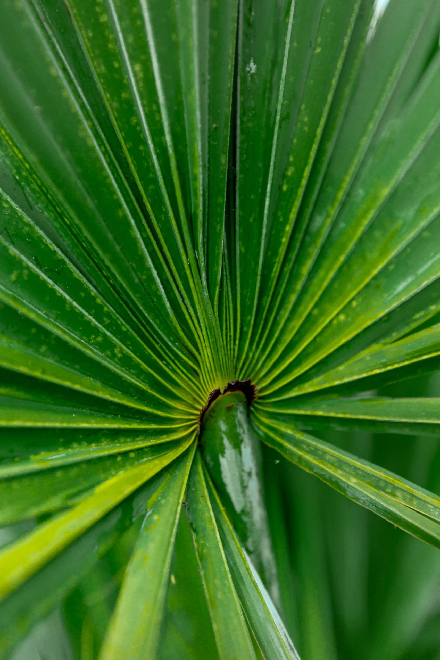 Green Palm Leaf Waldorf Astoria Orlando Golf Club in Orlando Florida Photographed by Annie Fairfax