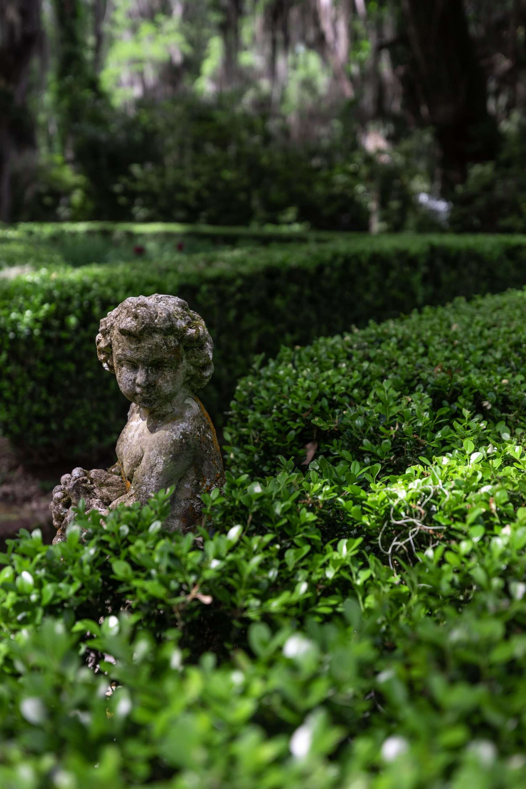 Boxwood Hedge Maze and Cherub Statue at Magnolia Plantation & Gardens Written & Photographed by Annie Fairfax