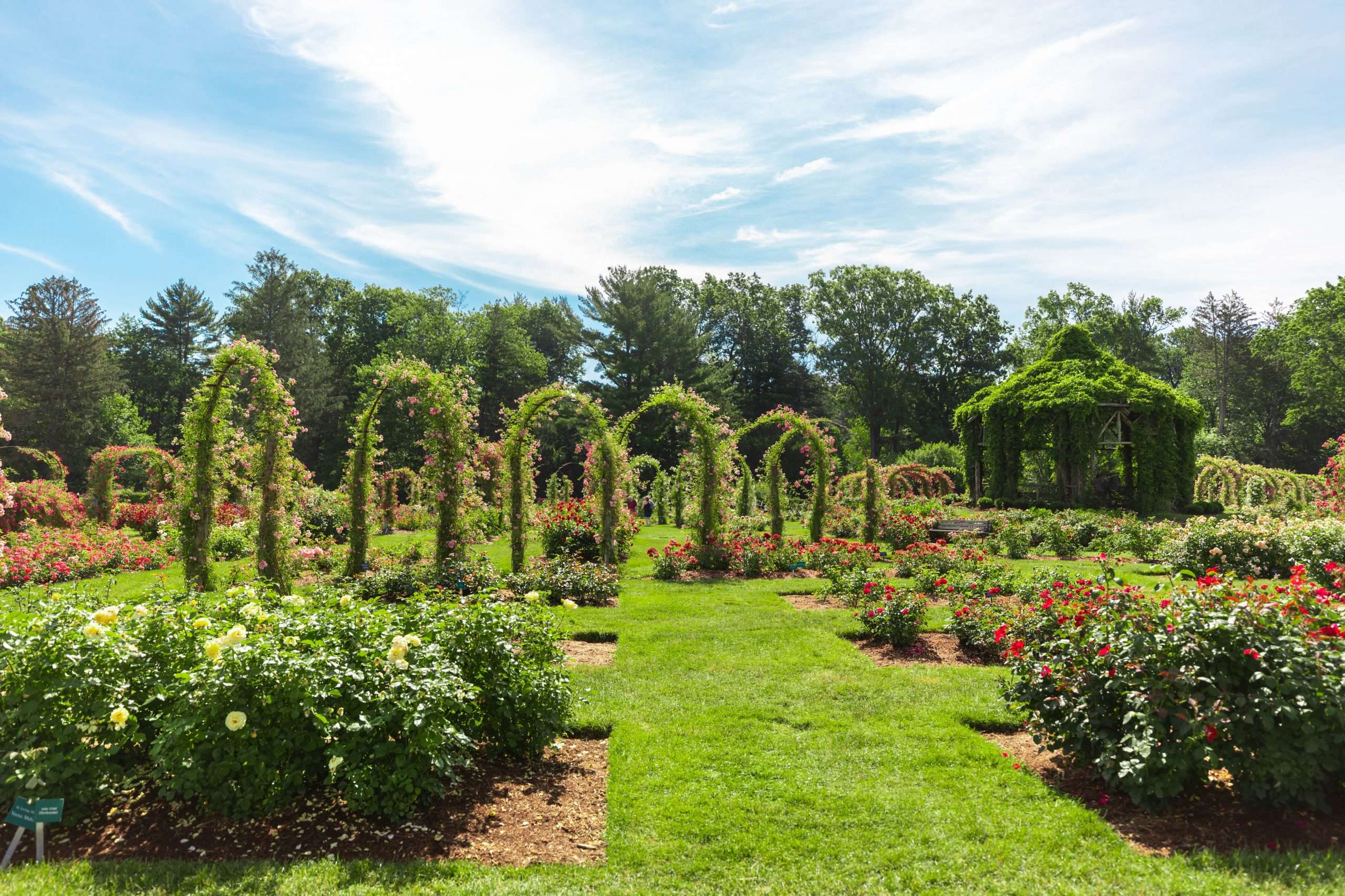 The United State's Oldest Rose Garden - Annie Fairfax