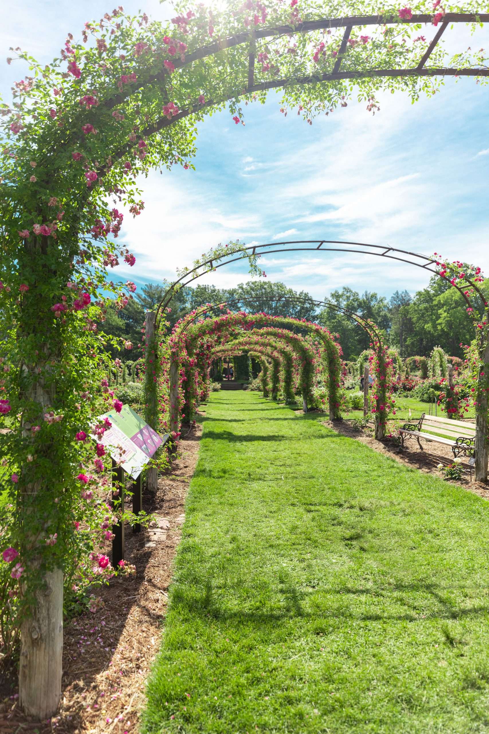 The United State's Oldest Rose Garden - Annie Fairfax