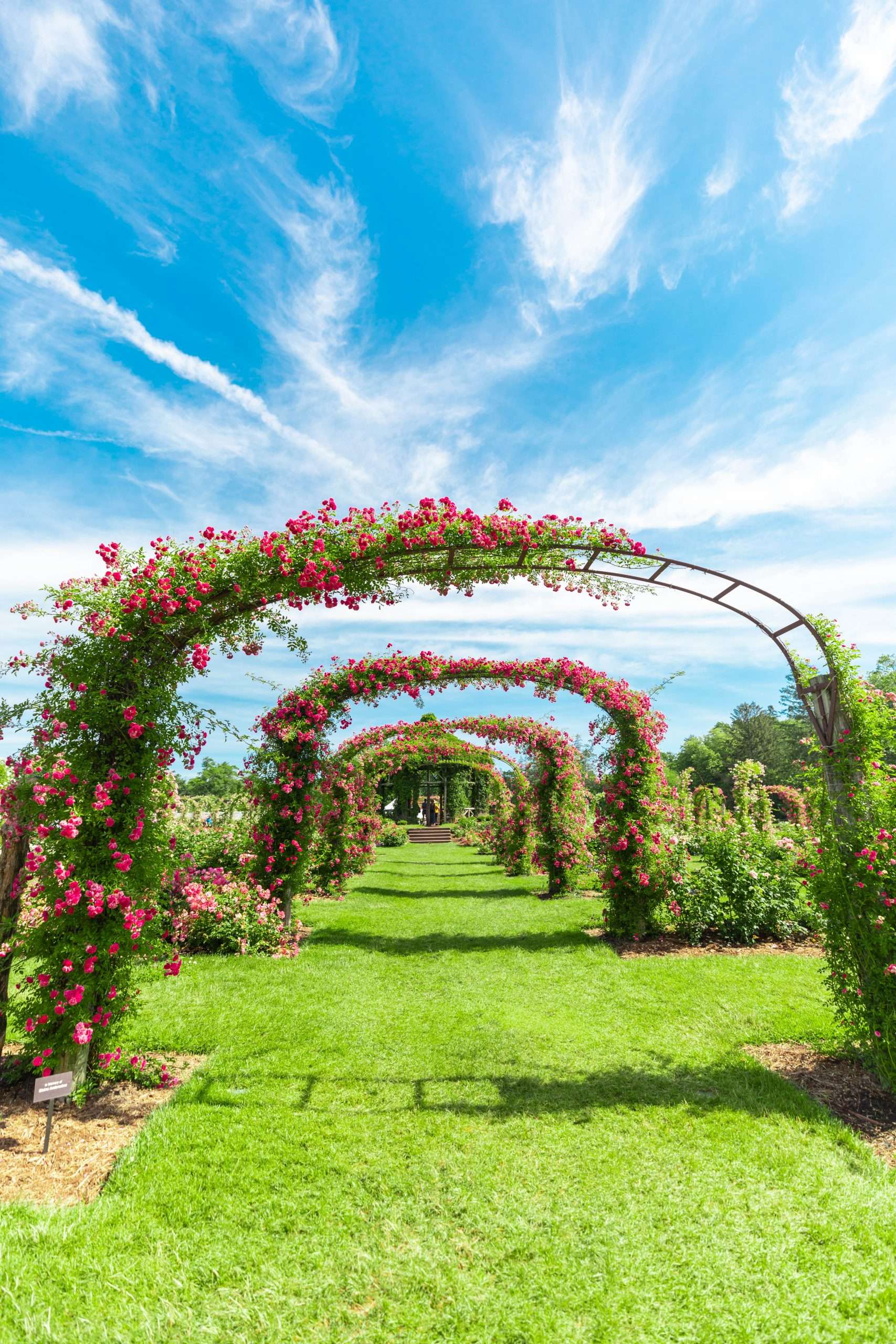 The Helen S Kaman Rose Garden within Elizabeth Park in Hartford, Connecticut Photographed by Annie Fairfax