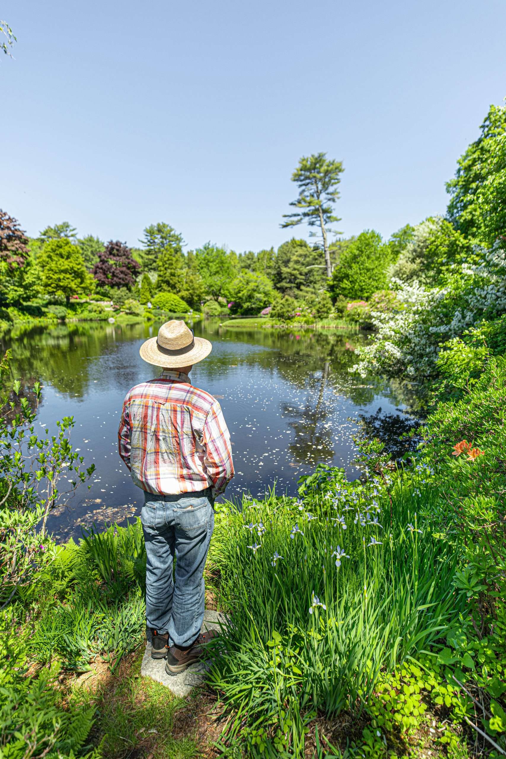 Asticou Azalea Garden - Annie Fairfax