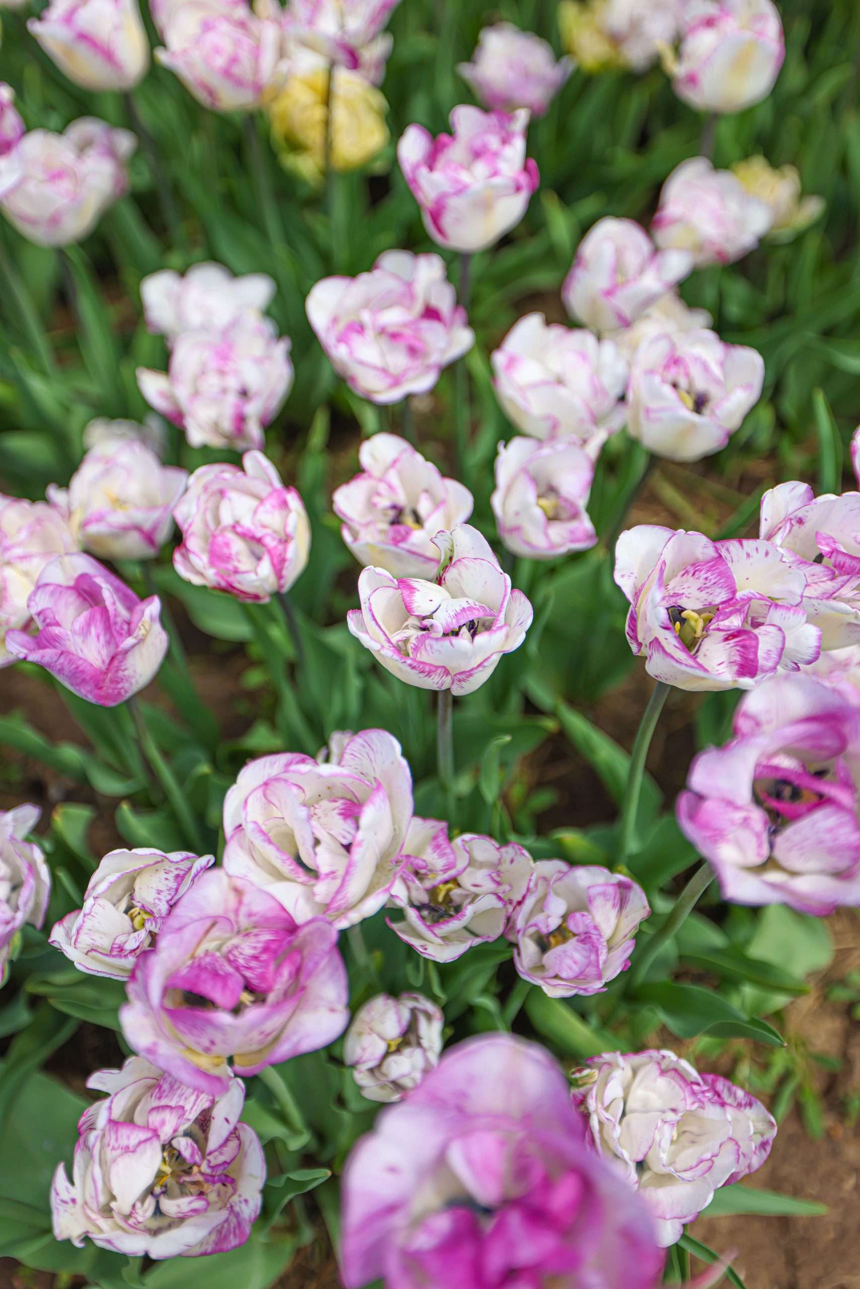 Where to Find Tulips in Holland During Tulip Time Festival - Annie