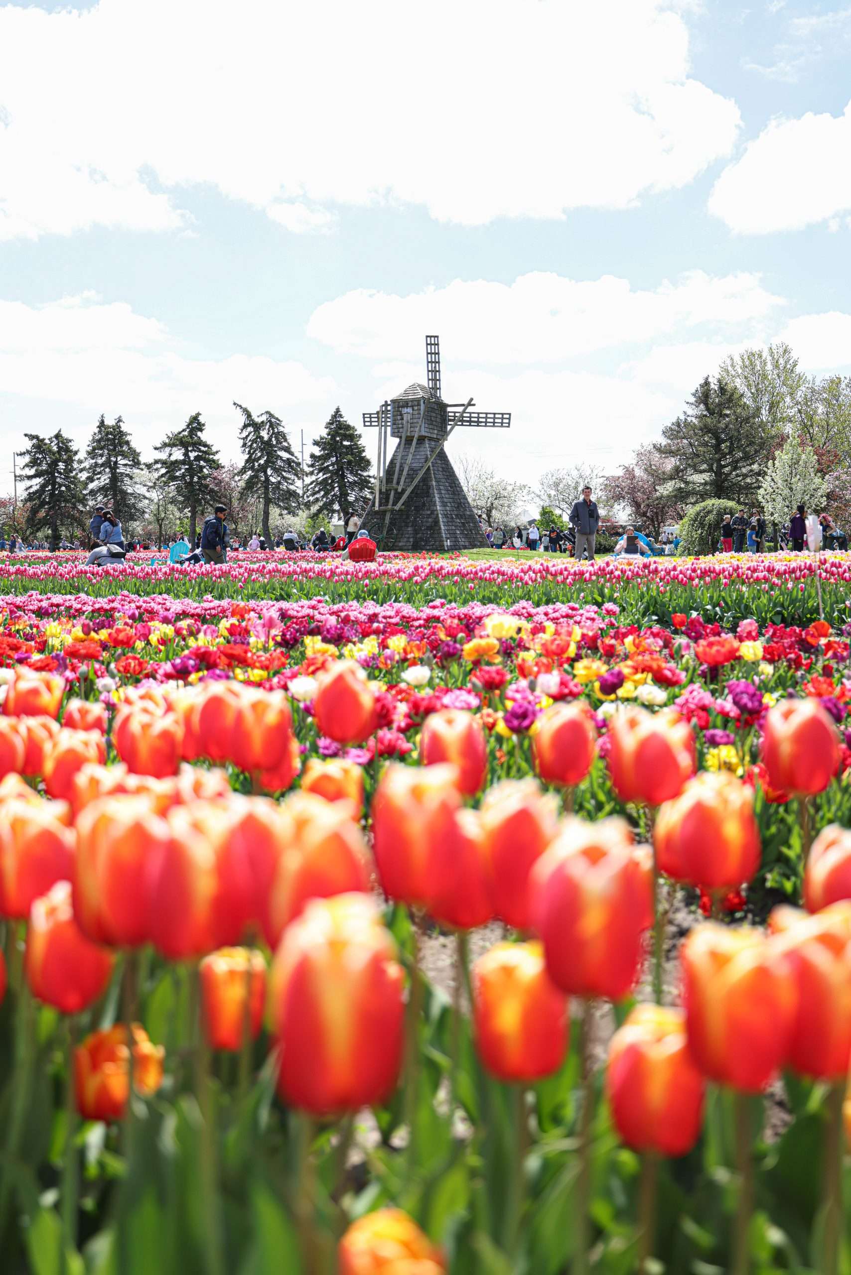 Where to Find Tulips in Holland During Tulip Time Festival - Annie
