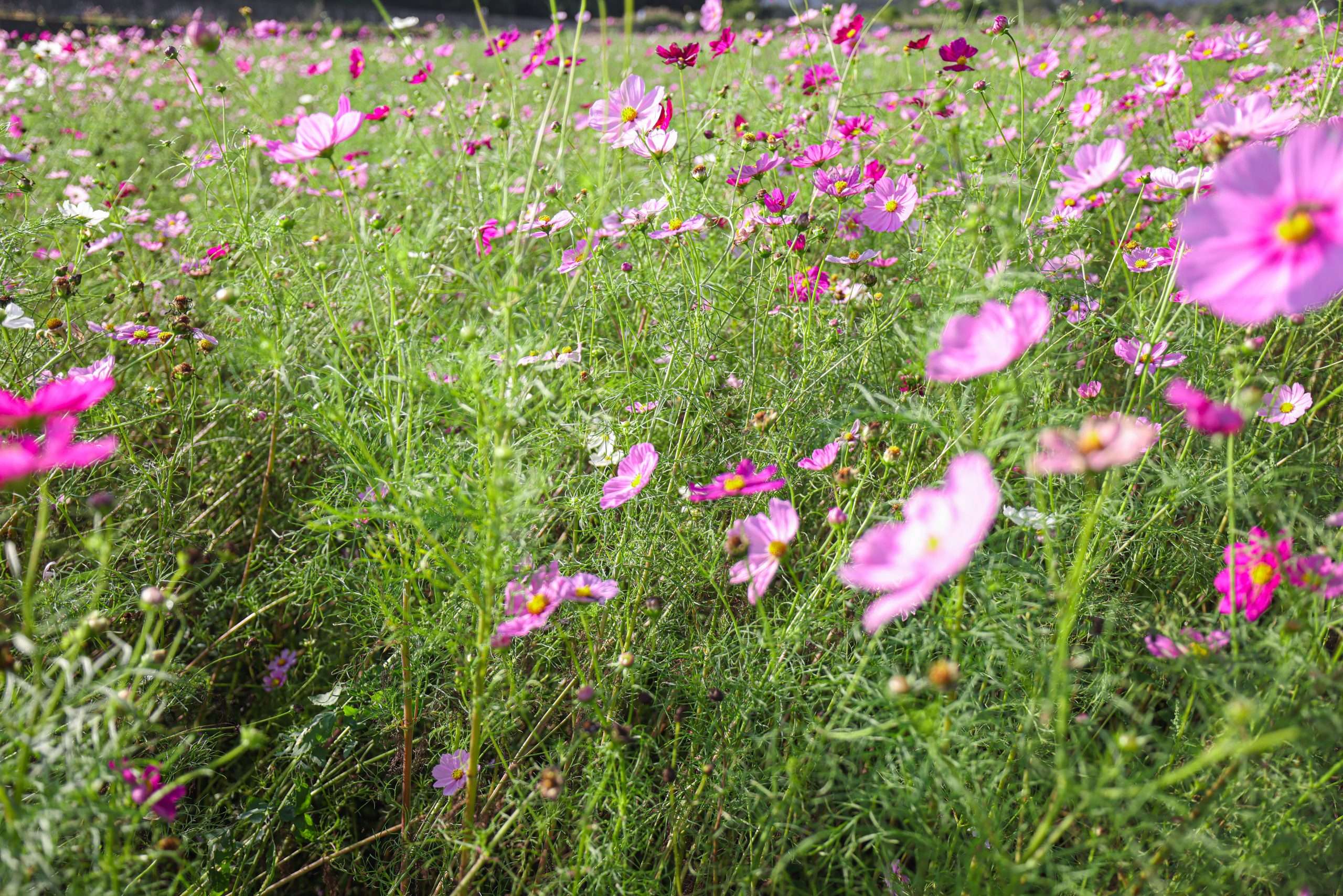 A Sea of Cosmos - Annie Fairfax