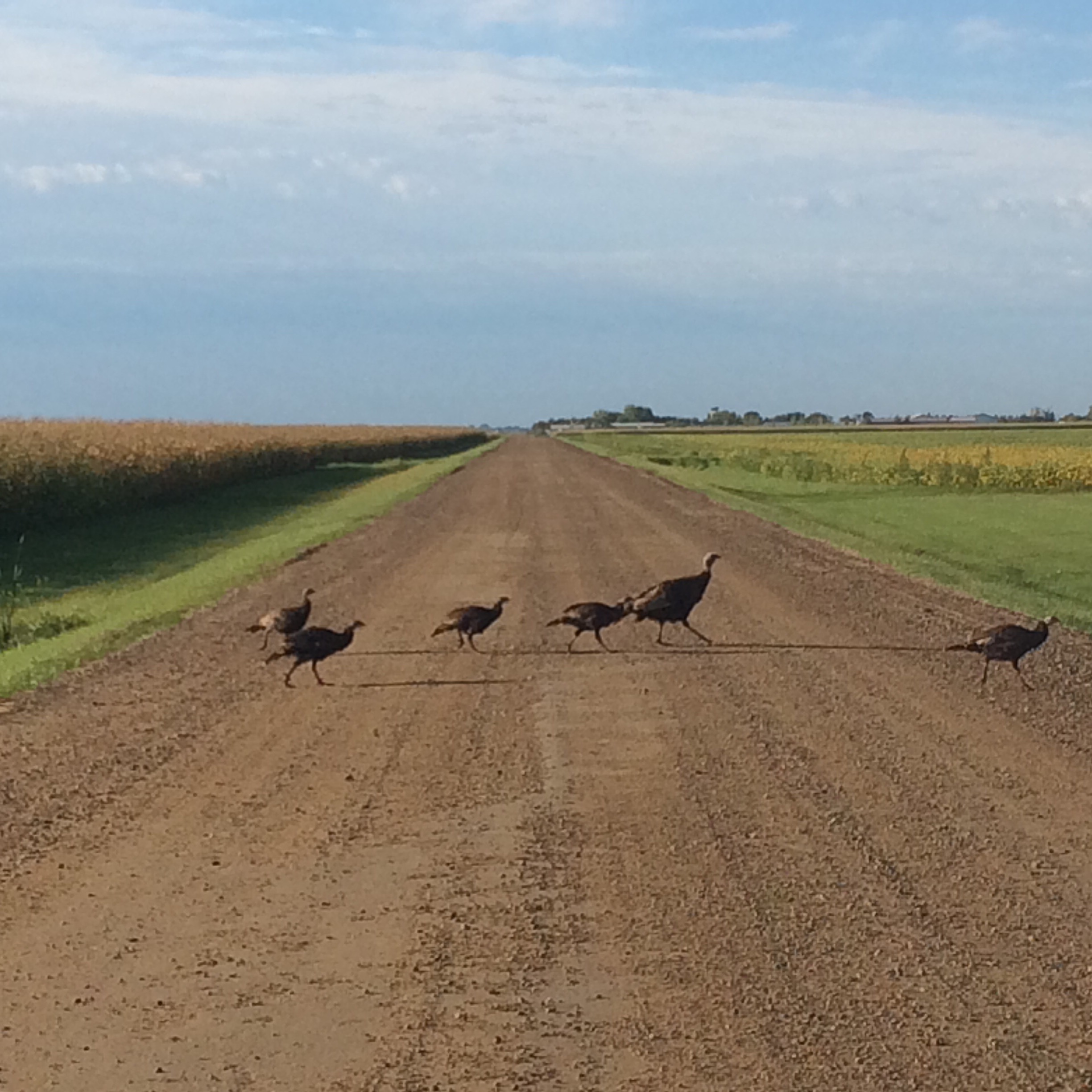 Traffic on my way to class