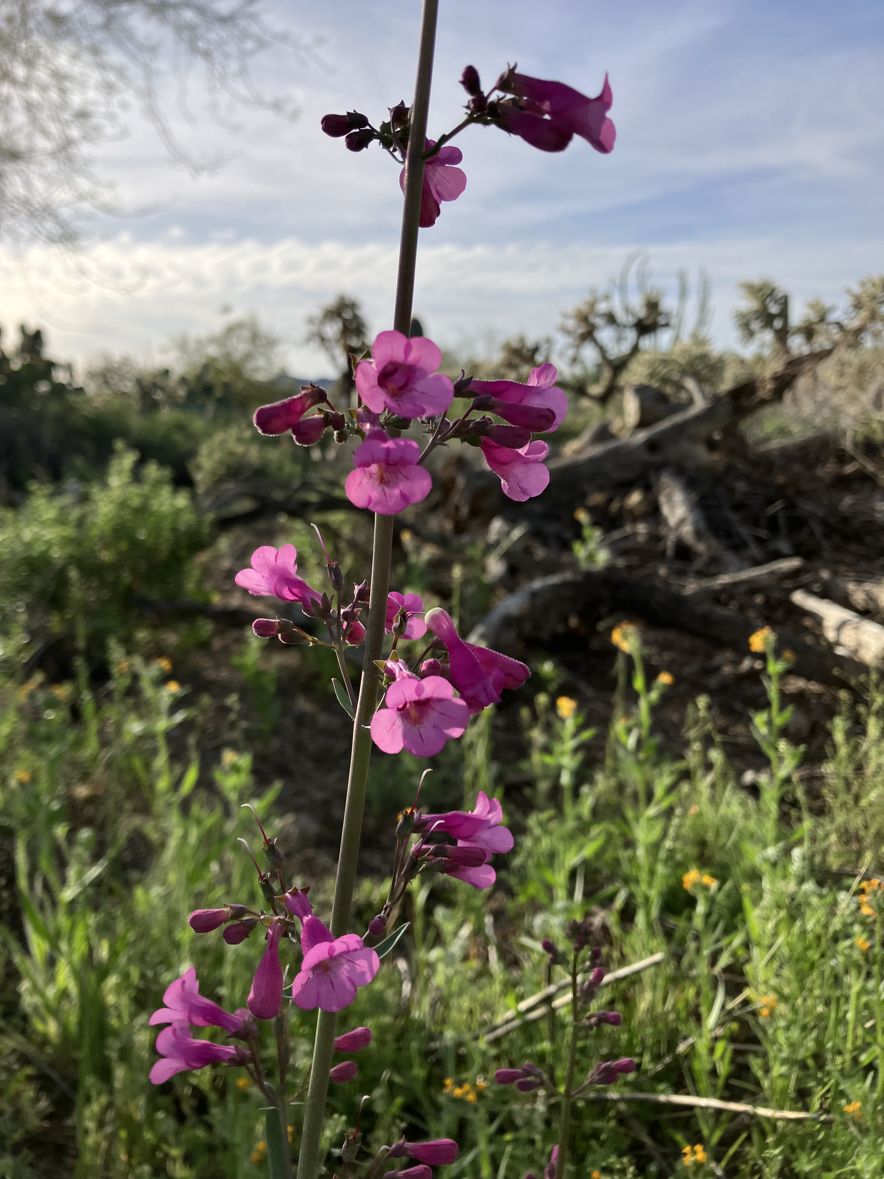 Parry's Penstemon