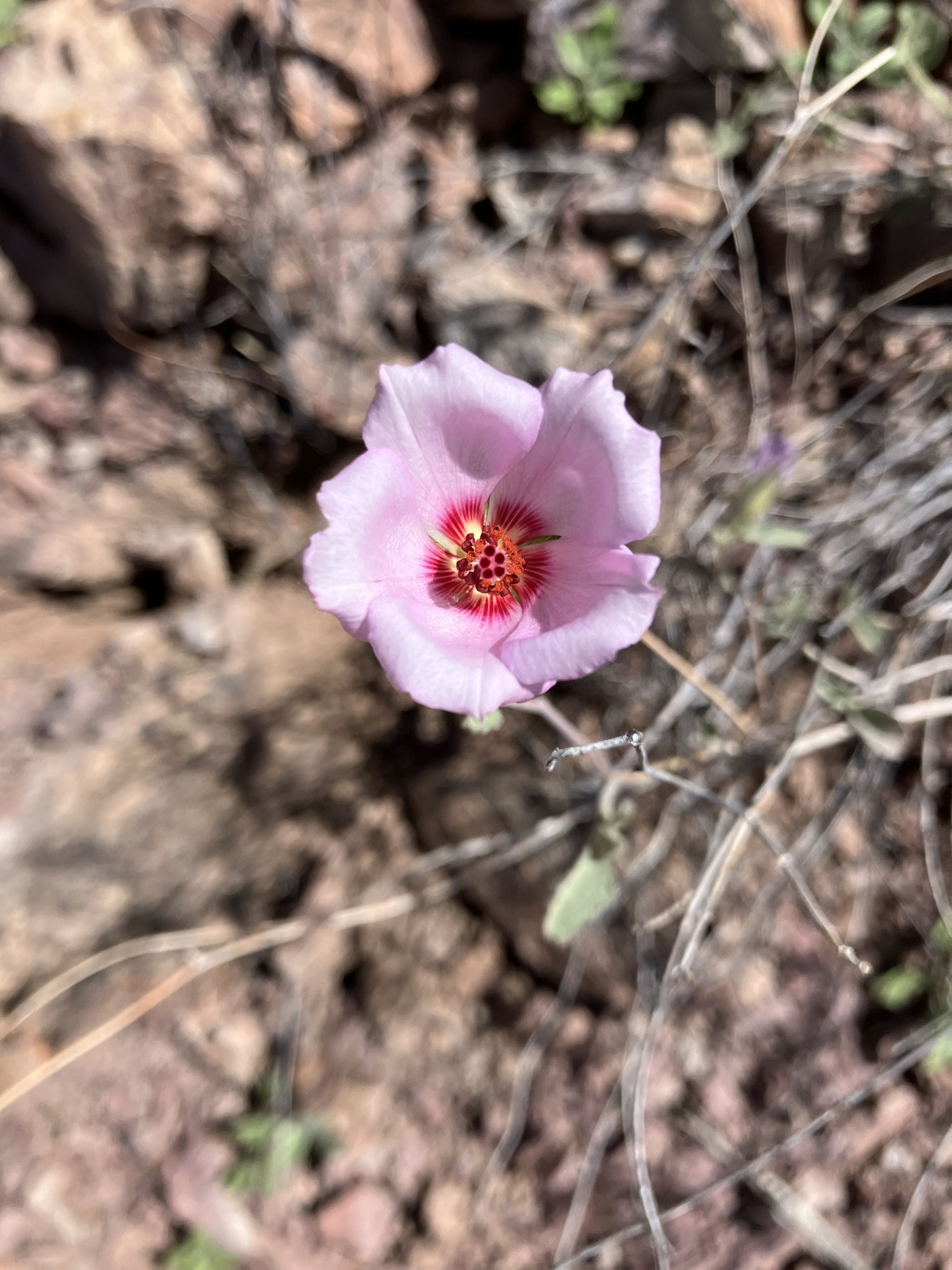Rock Hibiscus