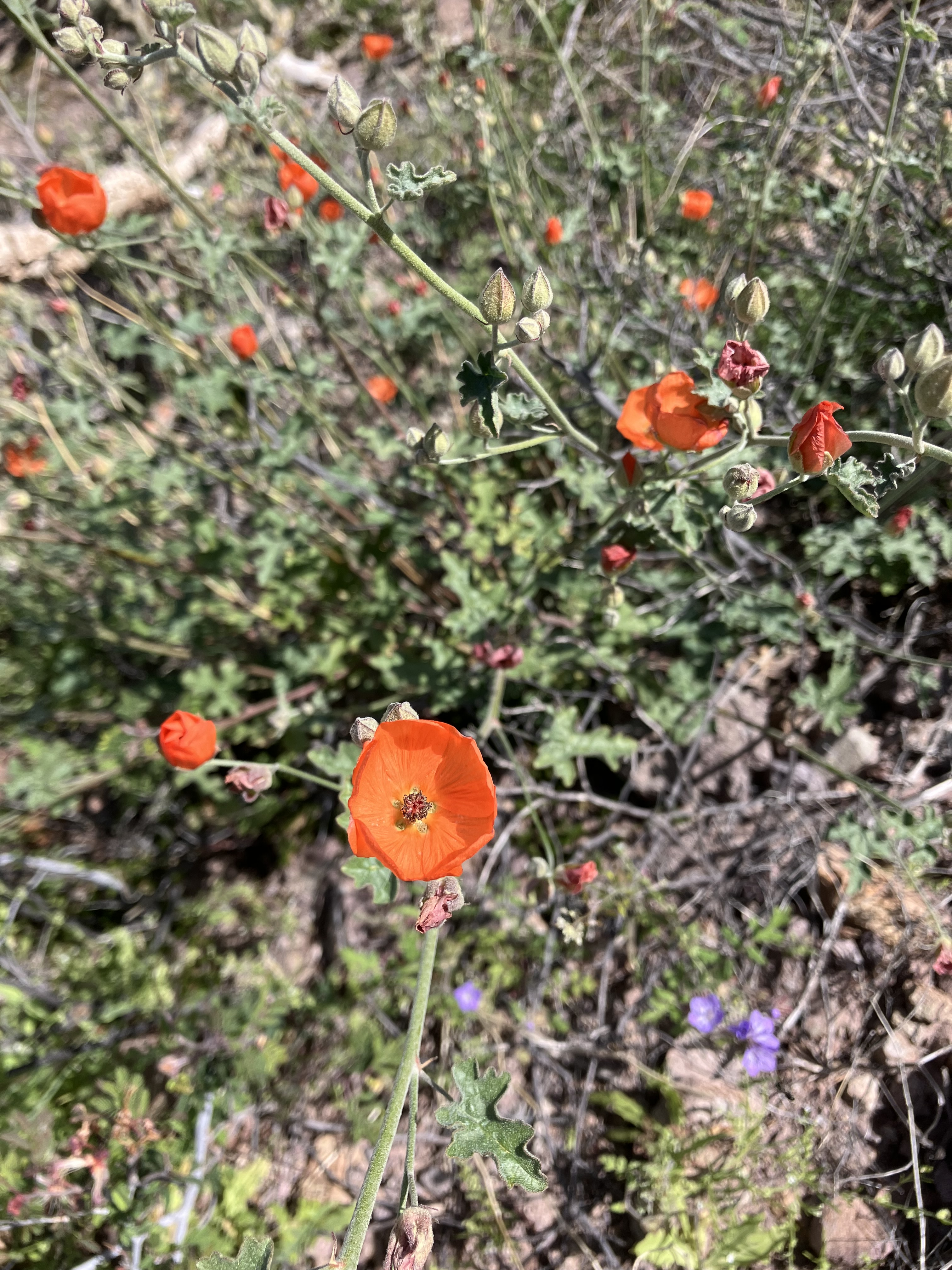 Scarlet Globemallow