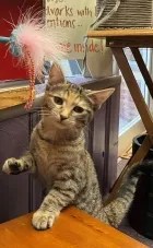 Our Staff: Human & Feline (10)