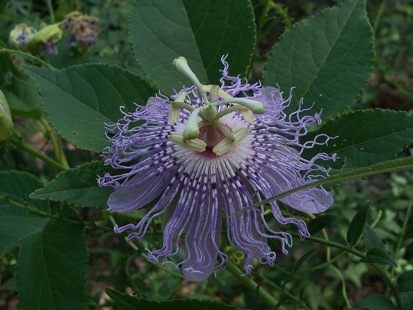 Know Your Natives – Purple Passionflower | Arkansas Native Plant