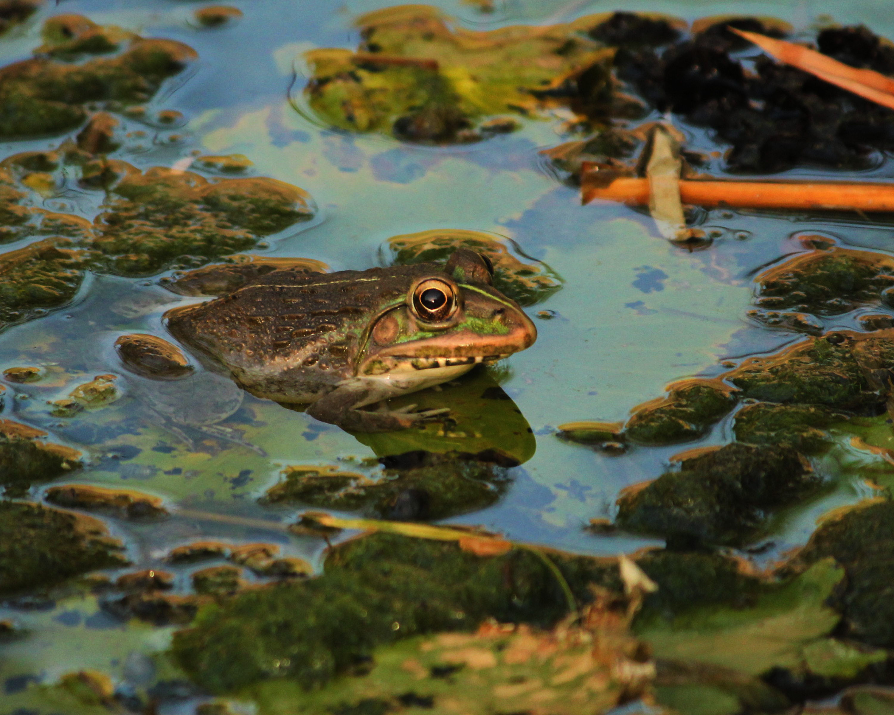Frog 1