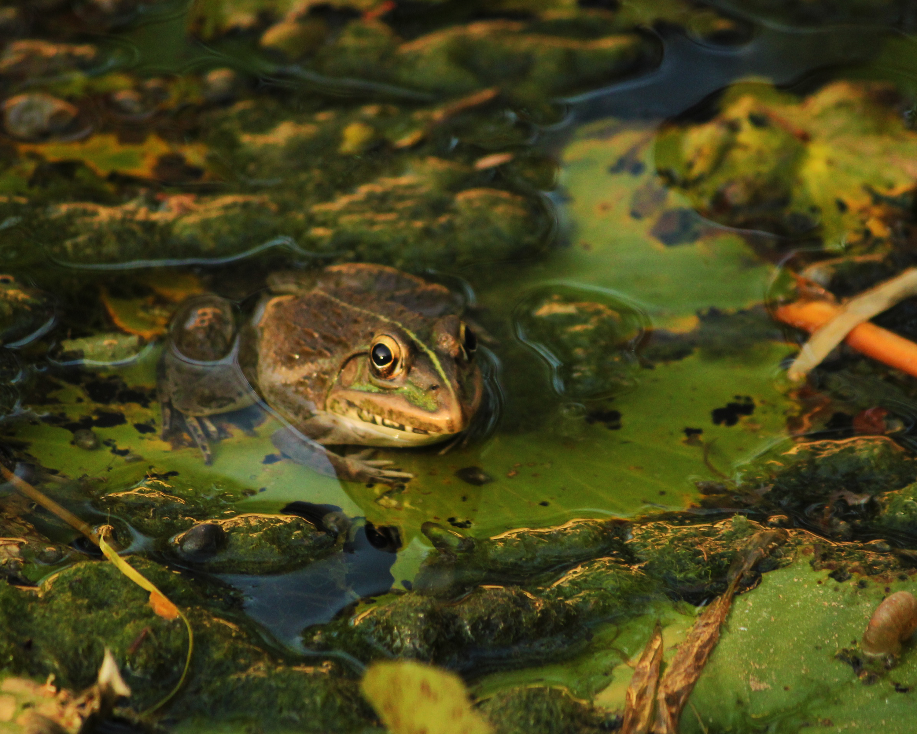 FROG 2