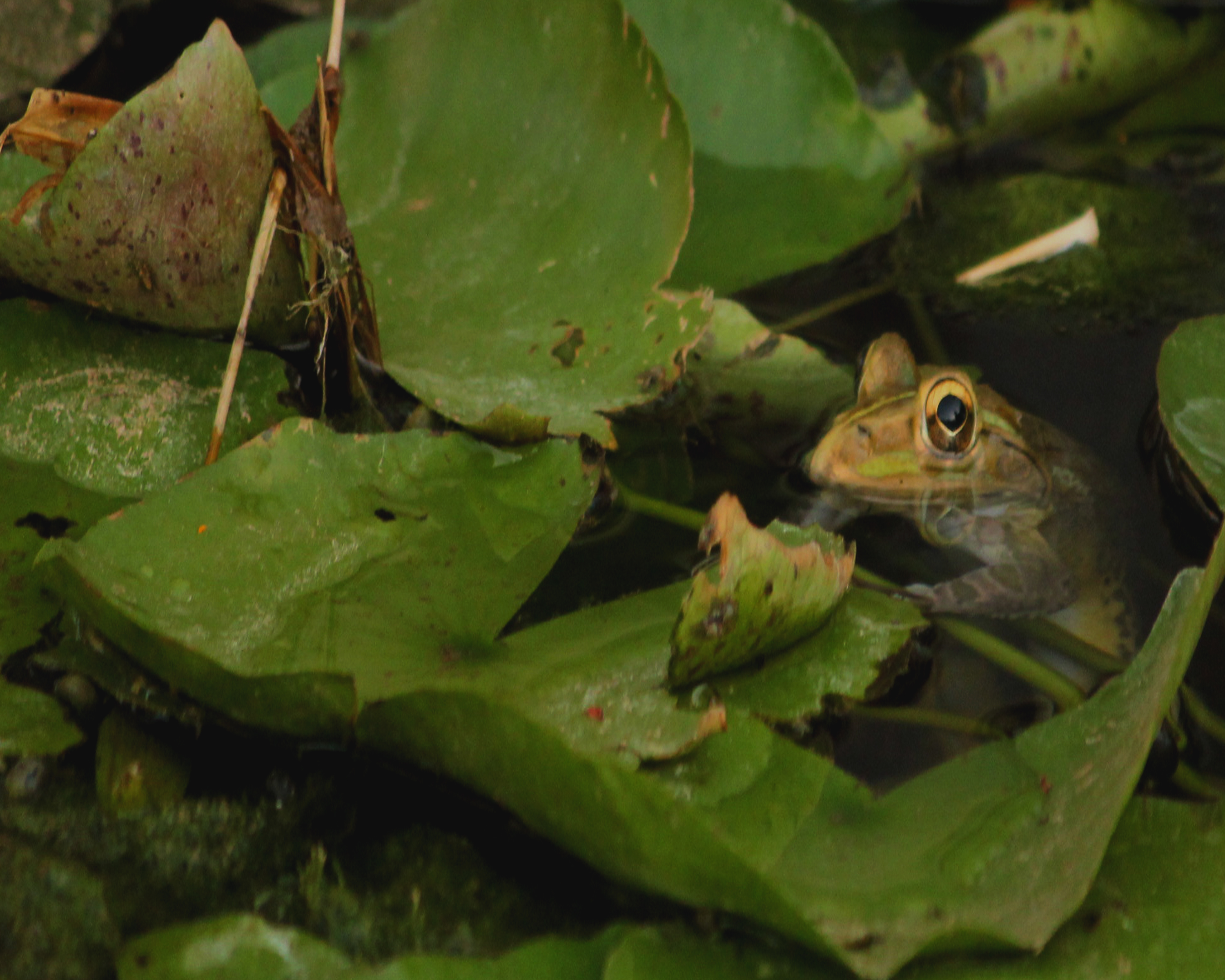 FROG