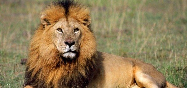 Lion facts: 20 interesting facts about lions
