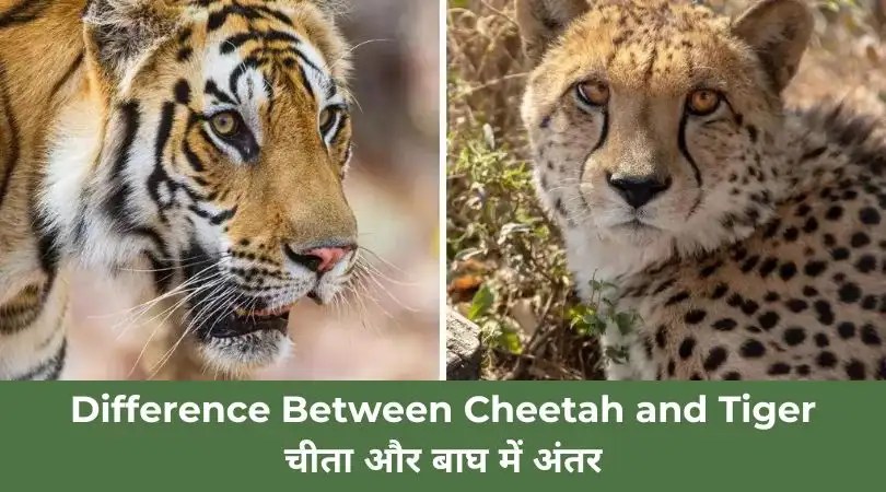 Difference Between Cheetah and Tiger