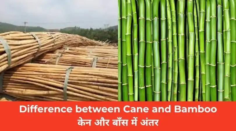 Difference between Cane and Bamboo