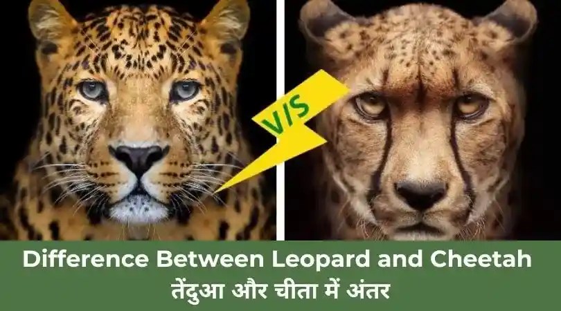 Difference Between Leopard and Cheetah