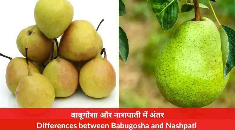Differences between Babugosha and Nashpati