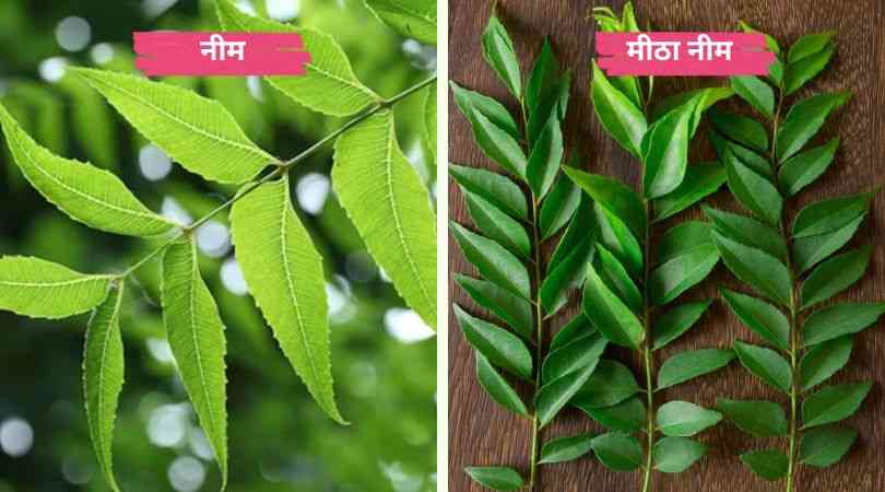 Difference Between Neem and Curry Leaves