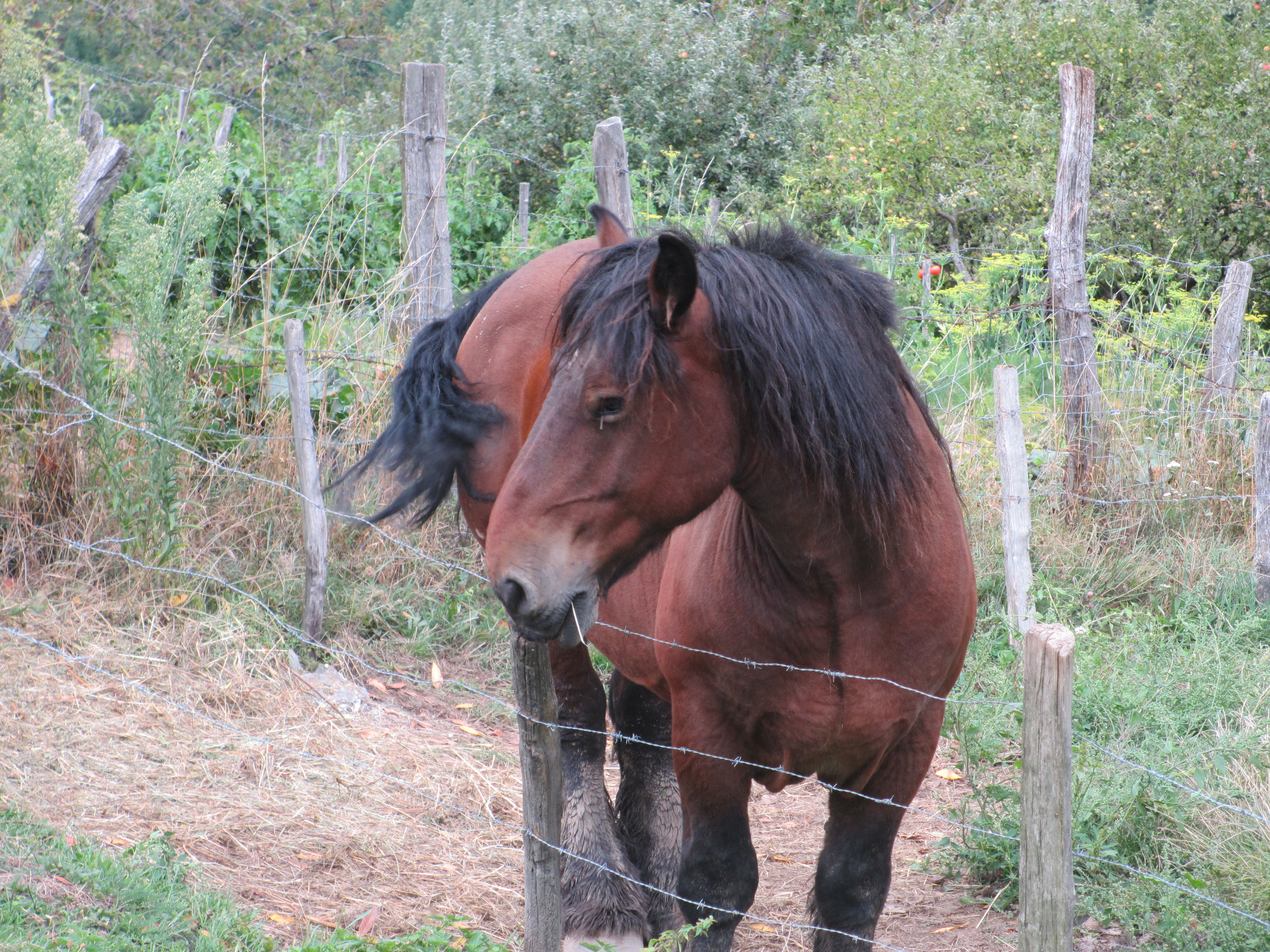 le cheval ardennais de Michel Guignier