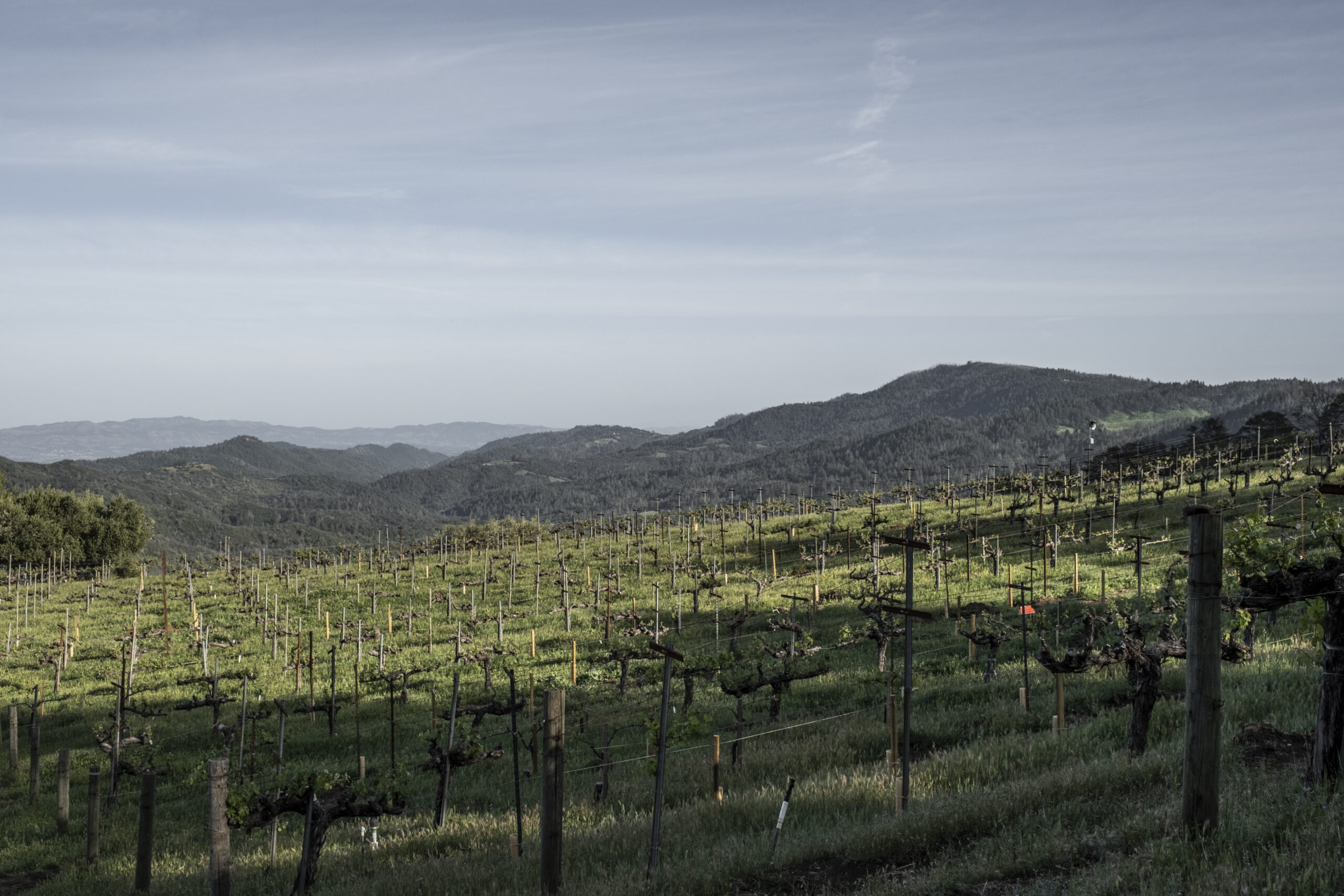 One of PYM-RAE's Vineyards