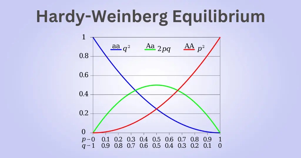 Genetic equilibrium equation