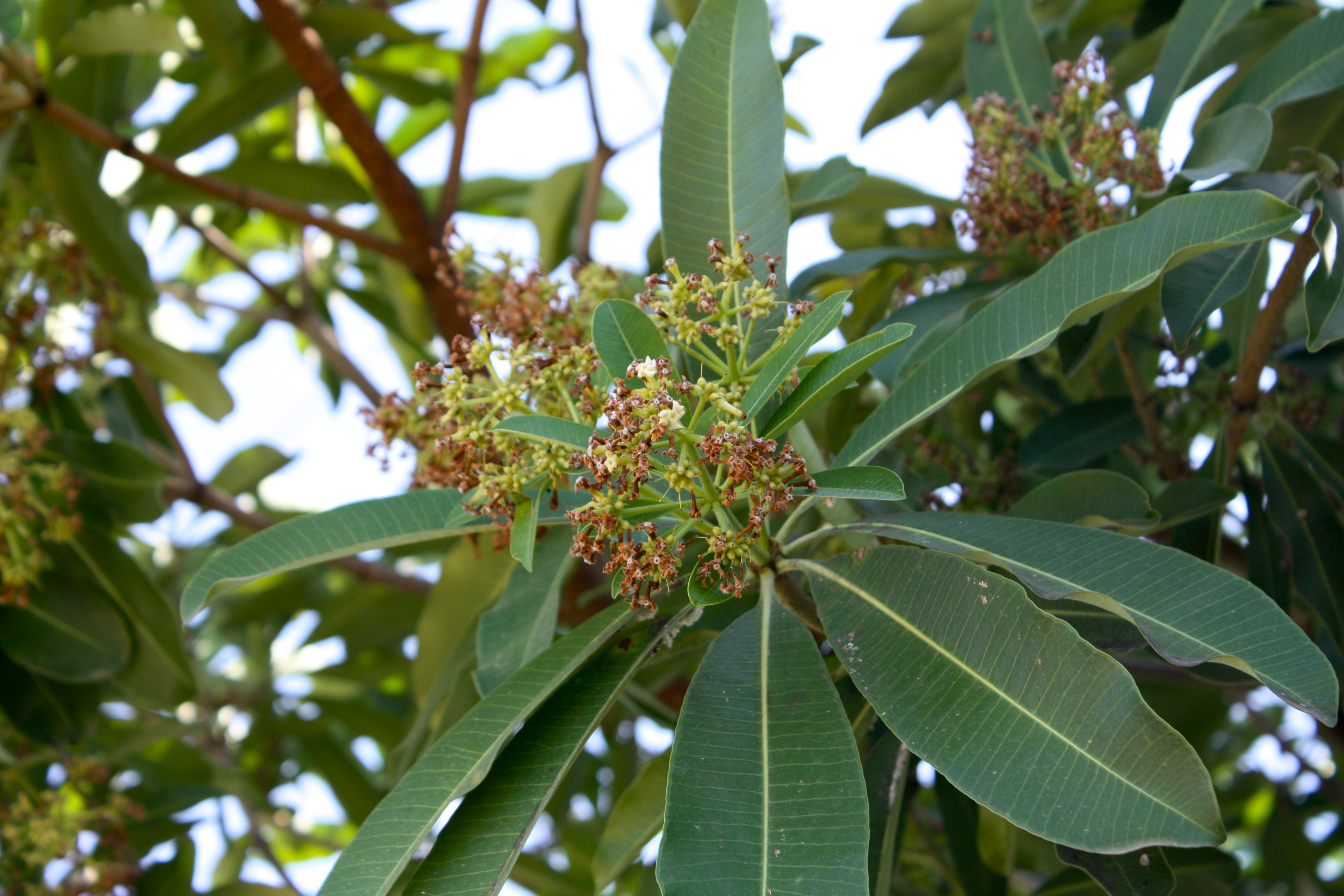 Port St Lucie Devil Tree Posts Facebook