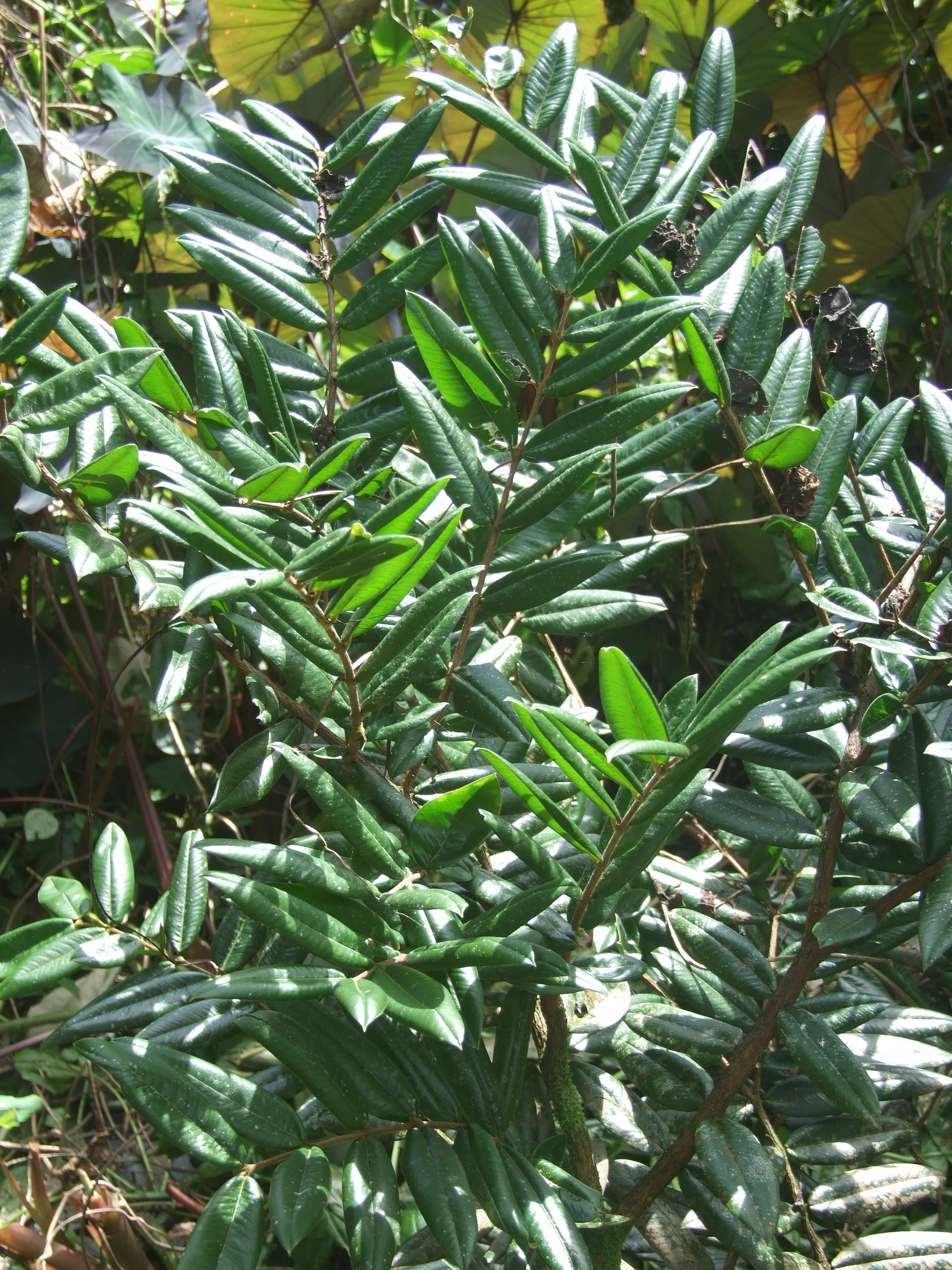 Myrticaceae, Myrciaria glazioviana, Yellow Jaboticaba, Cabelluda