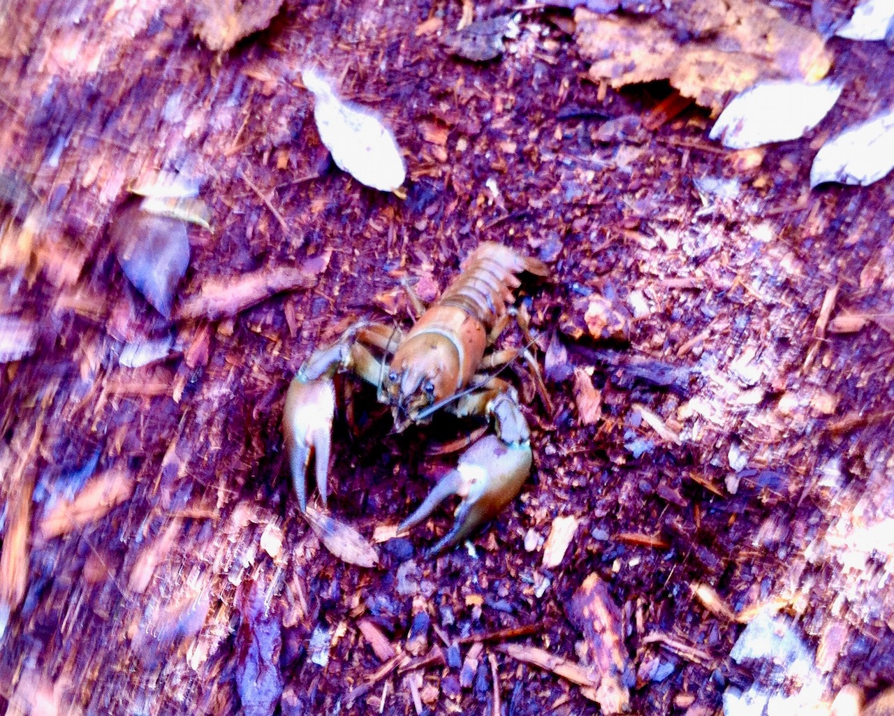 Crawdad walking along trail in Mercer Slough Nature Park in Bellevue, WA