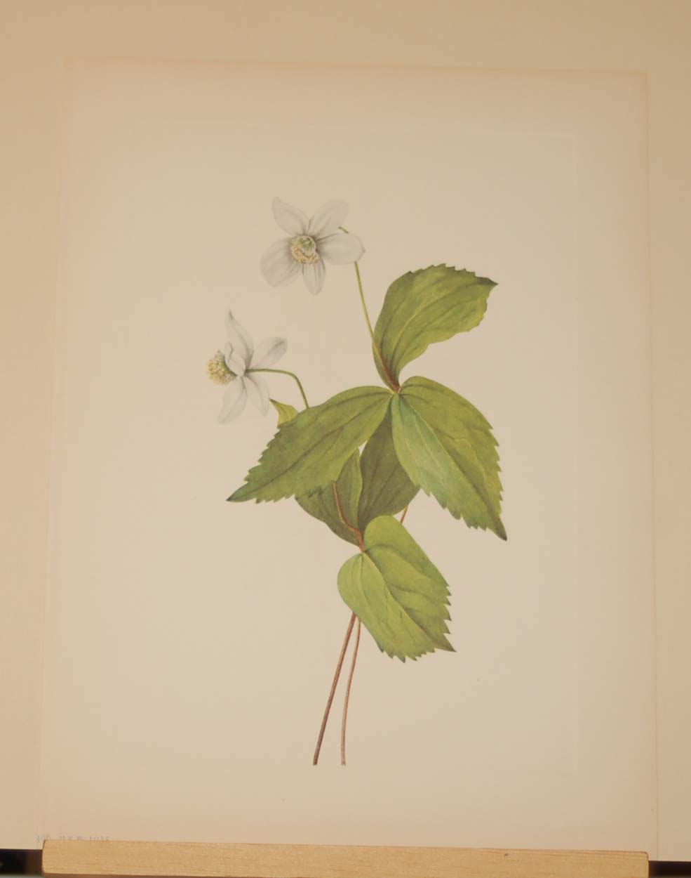 Forest Anemone 1925 Vintage Botanical Print - Antico Gallery