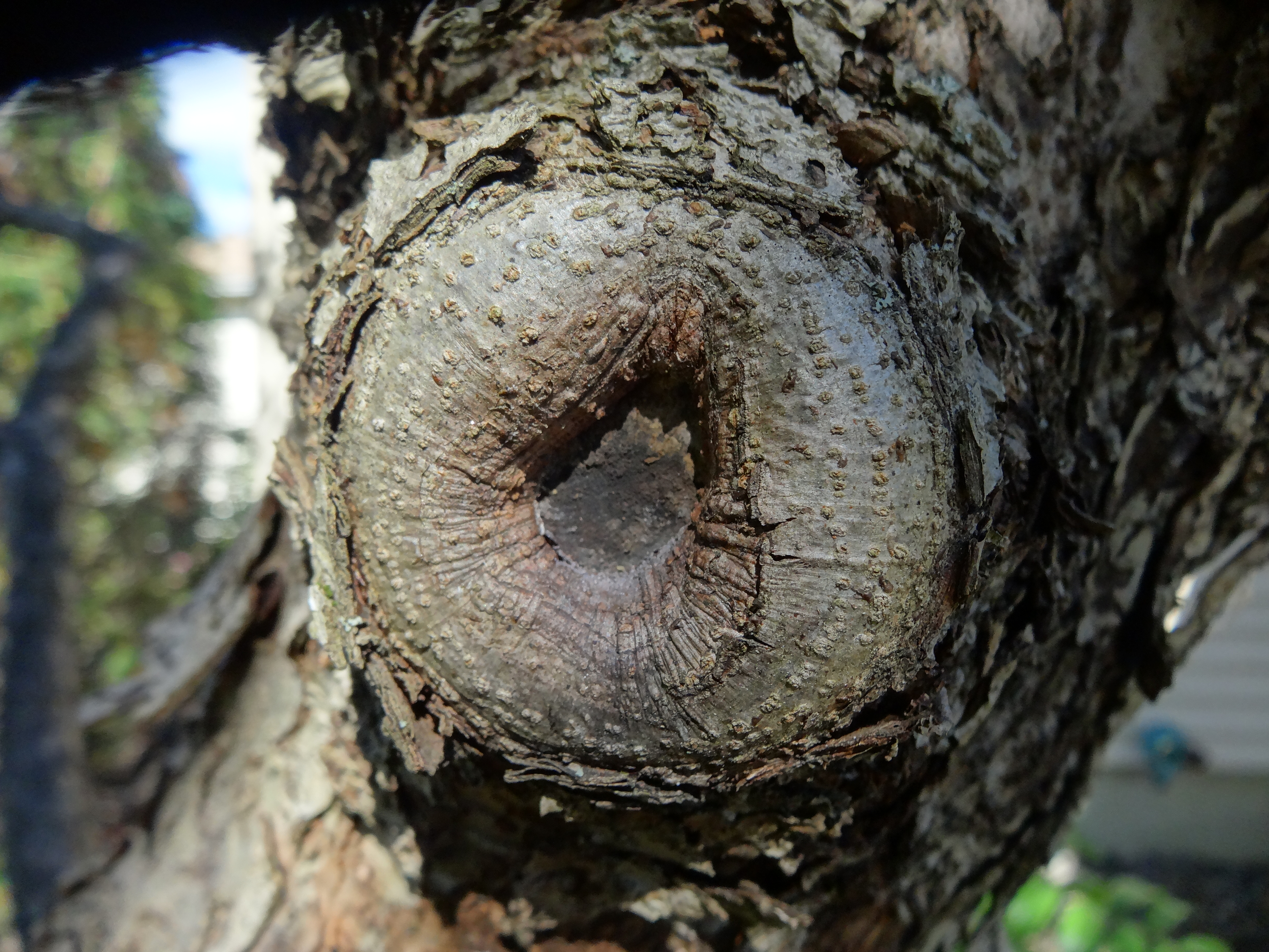 Tree Knot