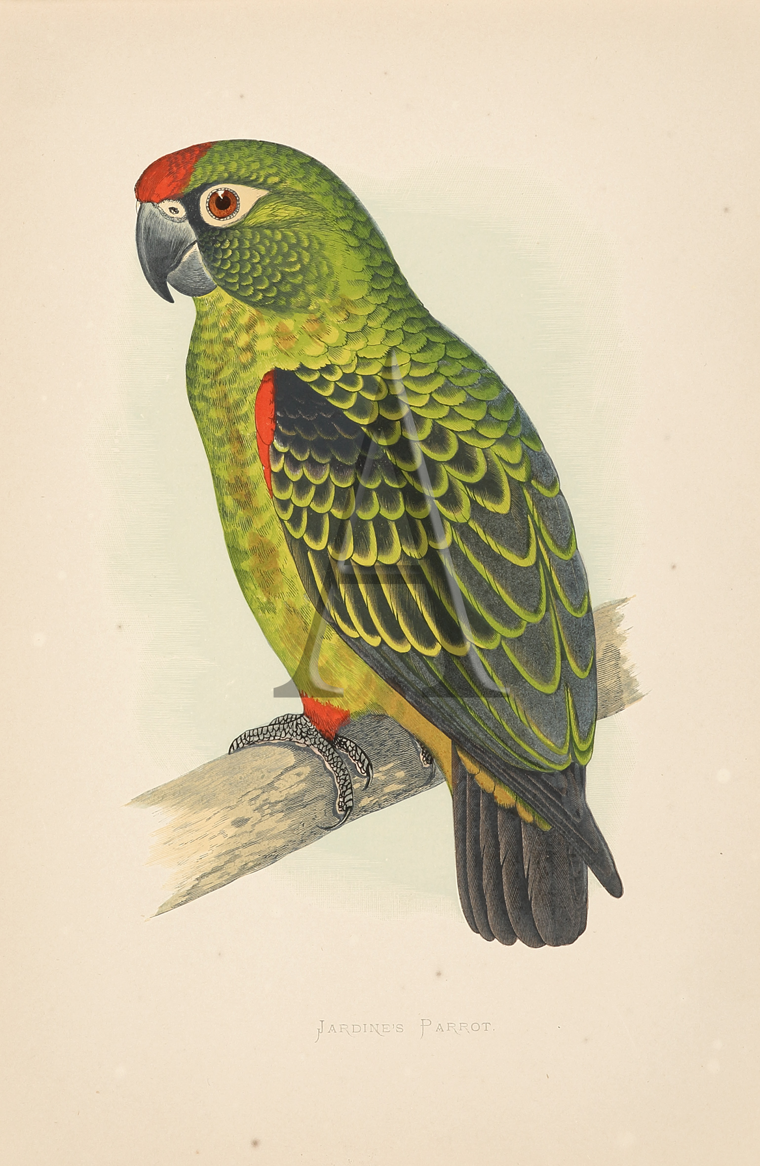 Jardine's Parrot | Antique Print Map Room