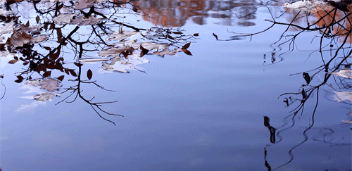 Making very small quantities of wine from the highest quality fruit is a top priority at covingto. Cinemagraphs: The Four Seasons