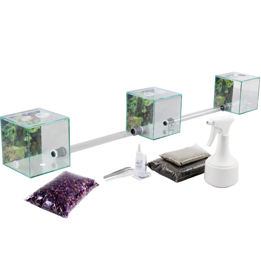 ANTCUBE Starter Set for Leaf Cutter Ants (Small) – Ants UK