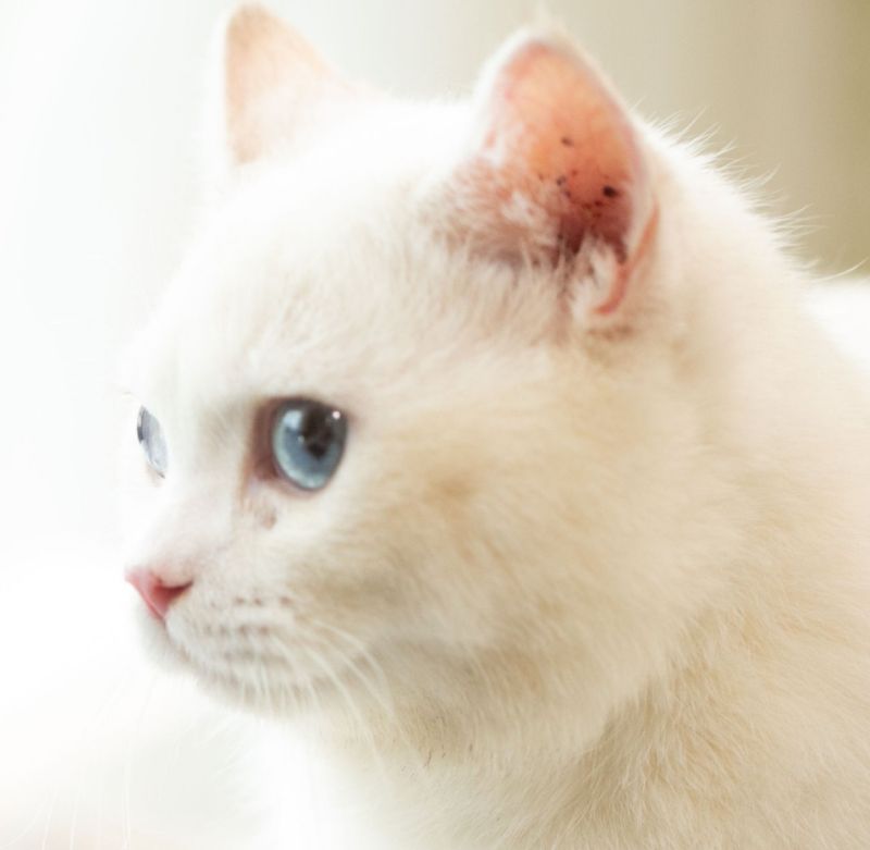 Junye Chen Chen Junye Github - Dark Background Collection - High Resolution Quality