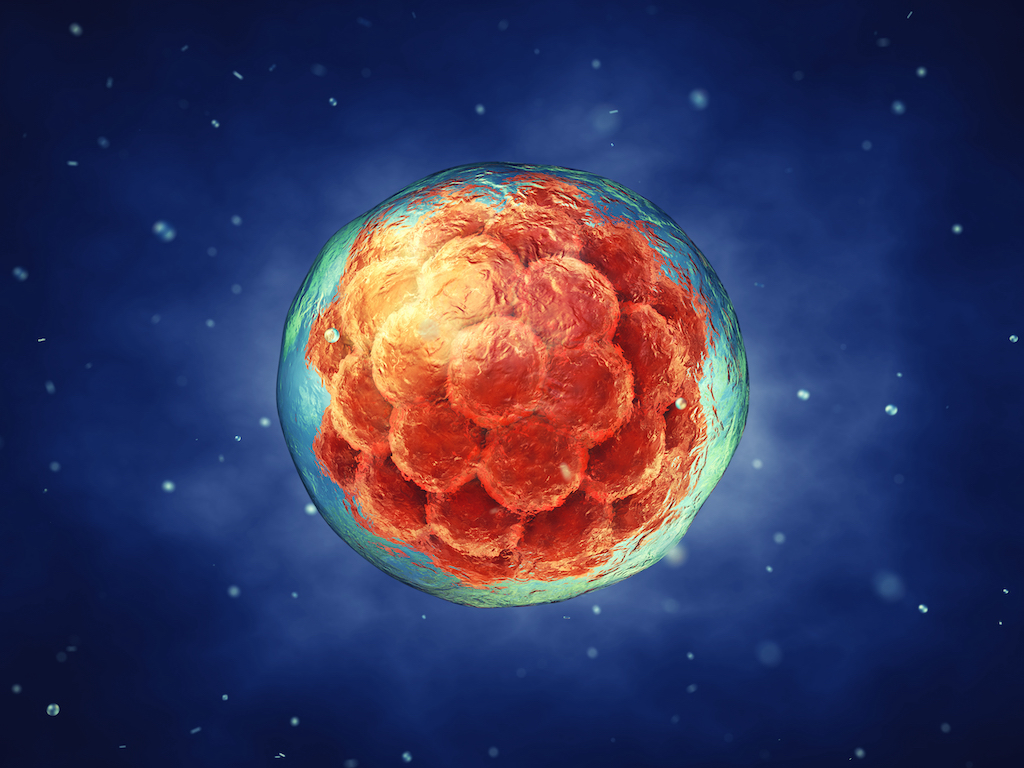 In the early stages of embryonic development, epigenome reprogramming wipes away most of the existing epigenetic tags.