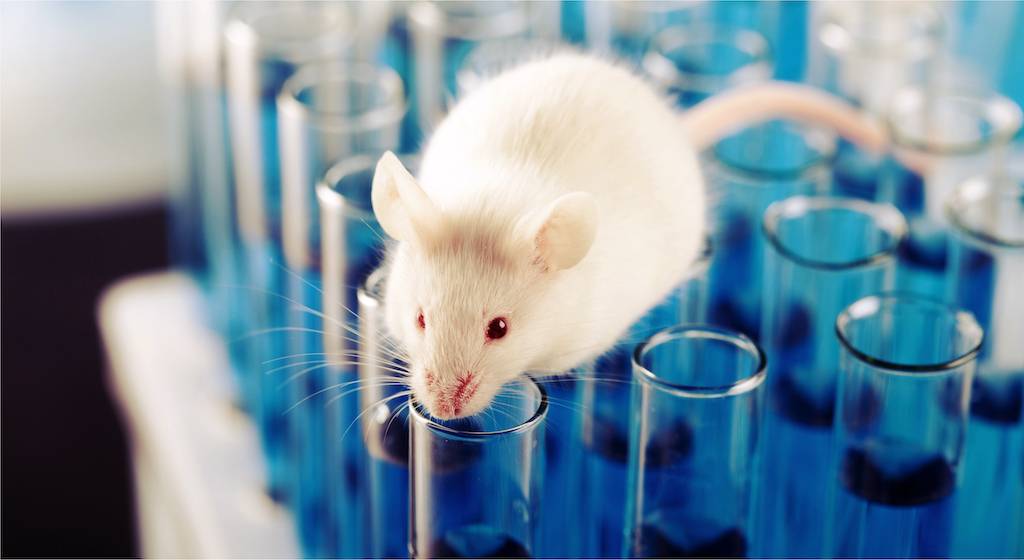 Mice and rats are often used as model organisms to study epigenome inheritance in mammals.