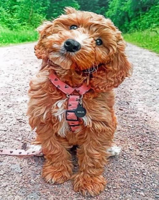 Cockapoo Paint By Number