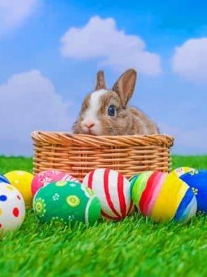 Easter Rabbit Painting By Numbers.jpeg