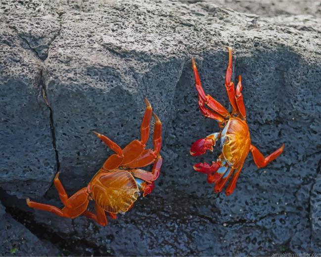 Red Crabs On Rocks Insects Paint By Number