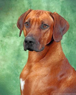Rhodesian Ridgeback Portrait Paint By Number