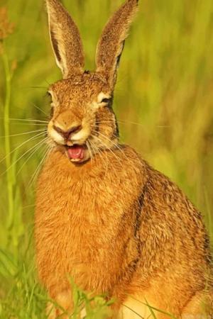 Smiling Rabbit Animals Painting By Numbers.jpeg