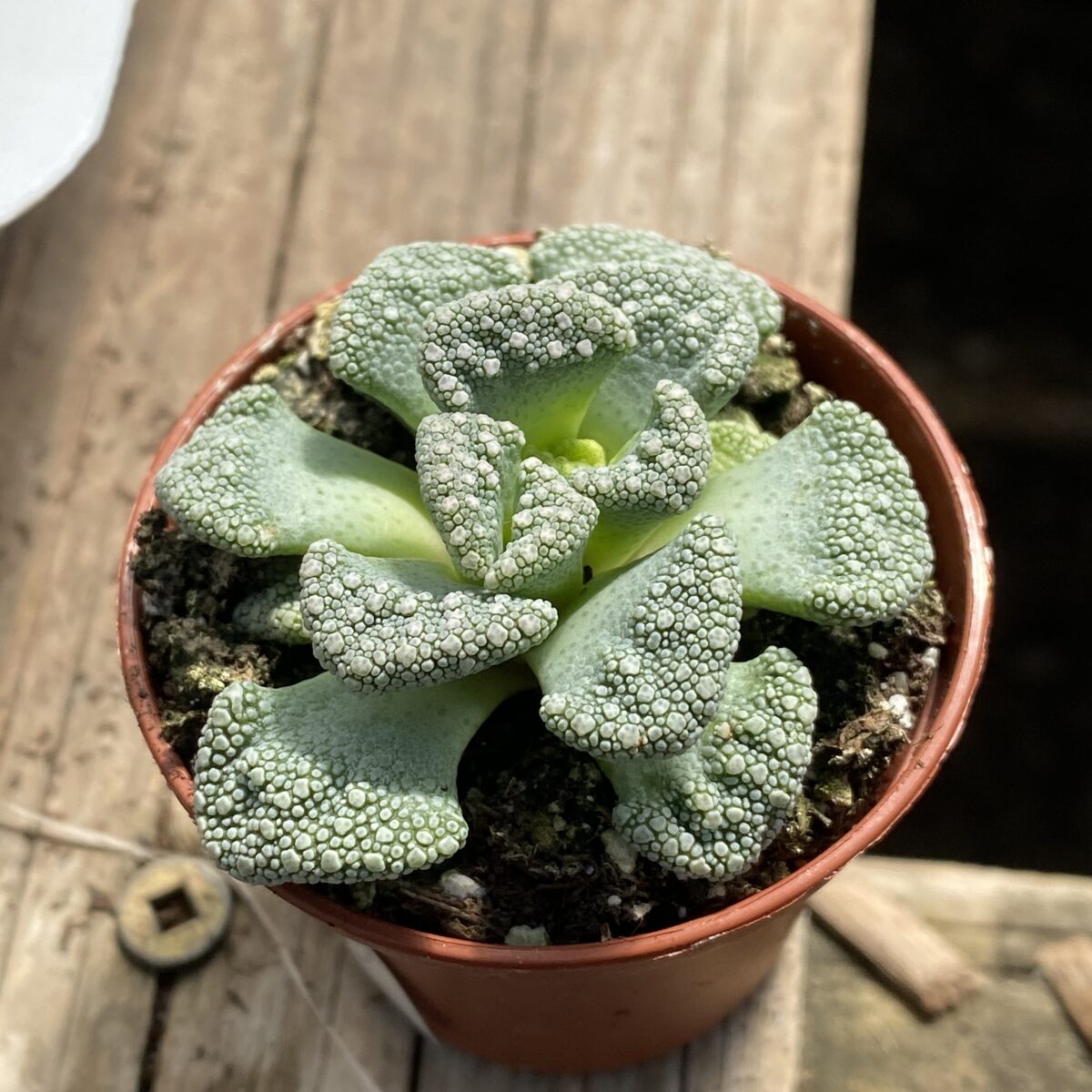 Titanopsis calcarea | concrete leaf living stone ; Mimicry Plants Concrete Leaf Plant Titanopsis Calcarea Tropicals Houseplants Anything Grows