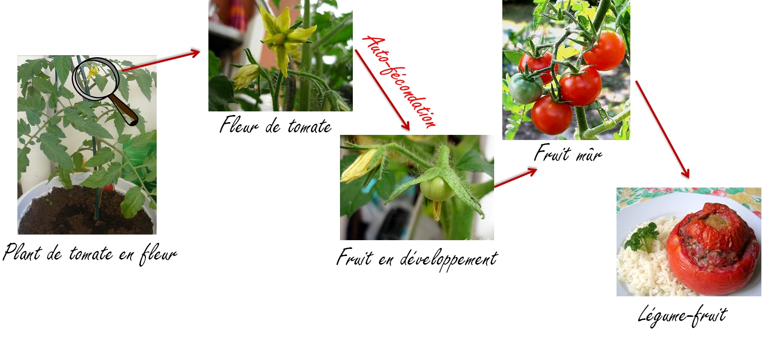 Les plants de tomates filent : pas de panique - Au jardin ...