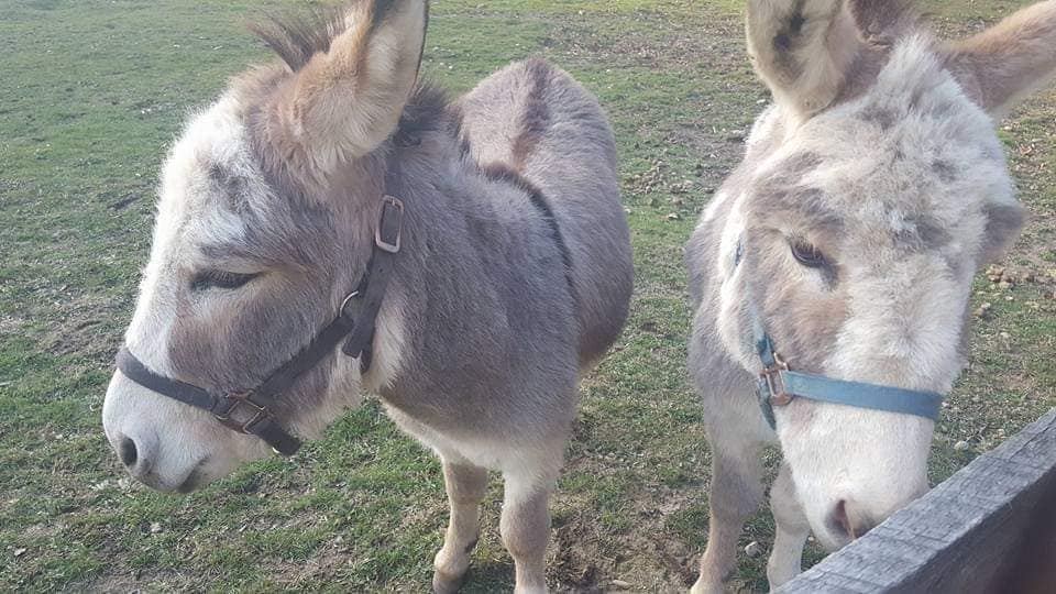 donkeys
