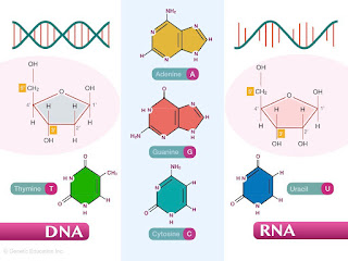 Apa Bedanya DNA Dan RNA?