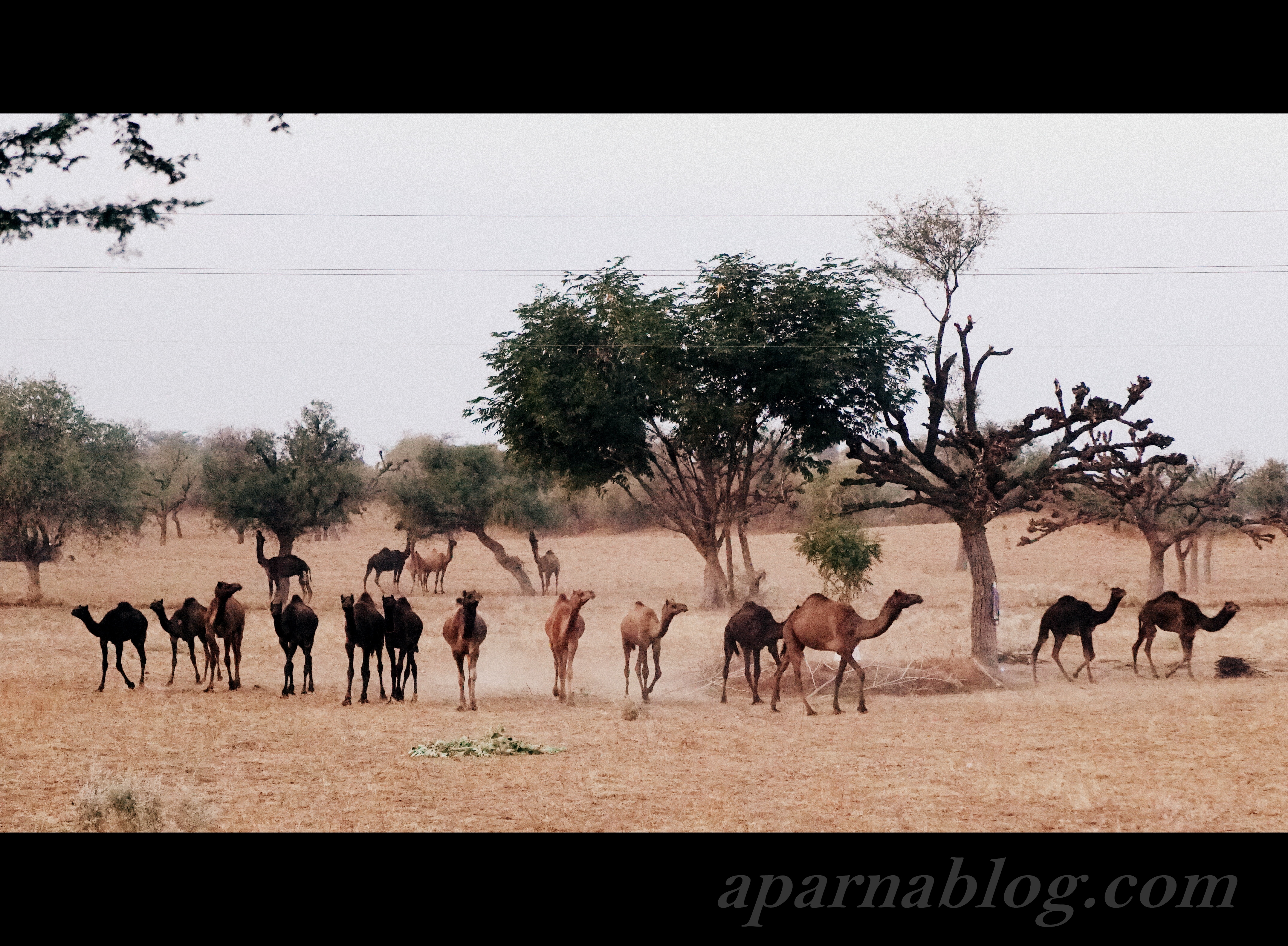 Camel herd on highway!